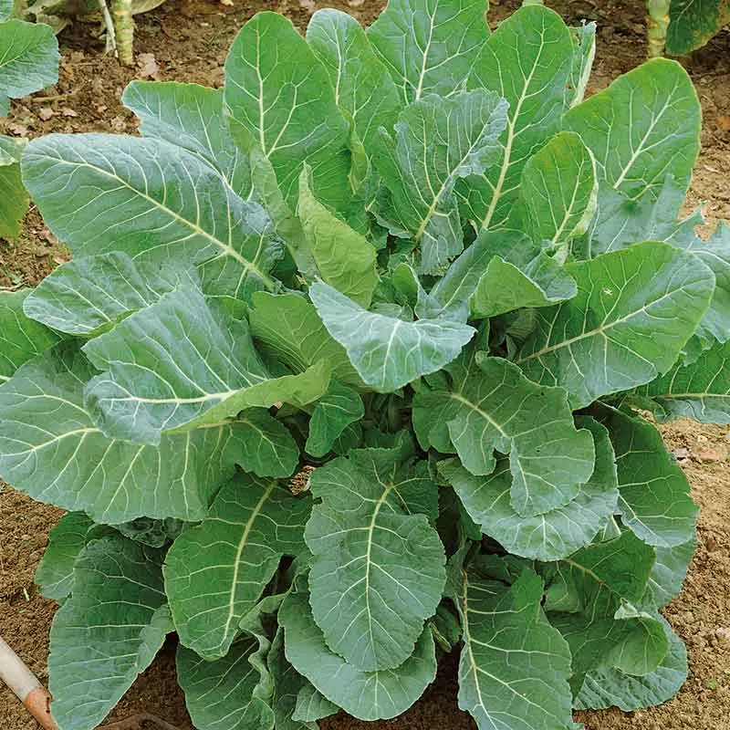 VEGSOW Georgia Southern Collard Seeds - Heirloom Vegetable Seeds