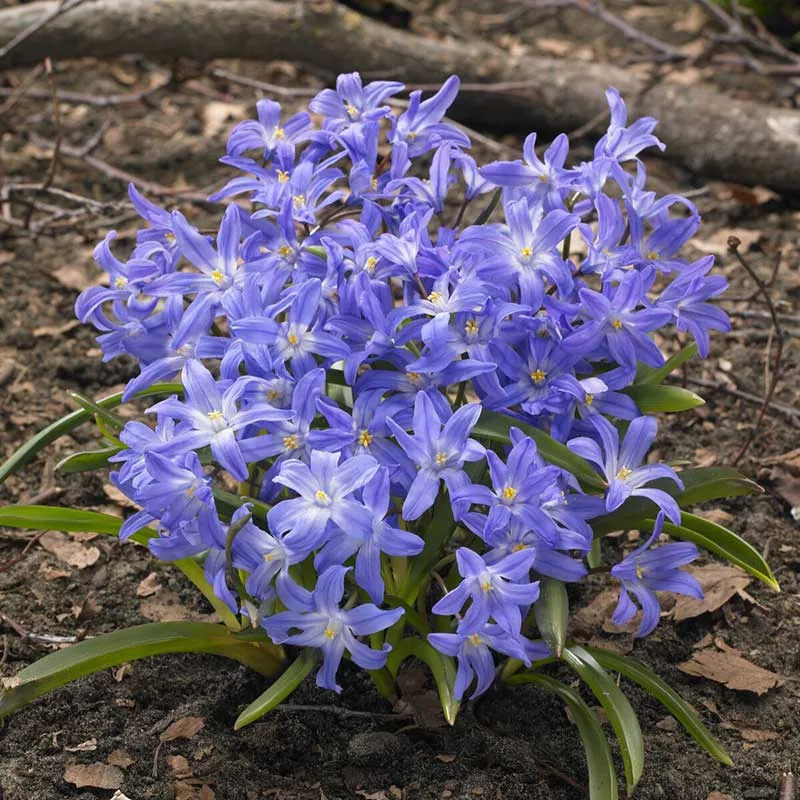VEGSOW Glory of the Snow Bulbs - Blue