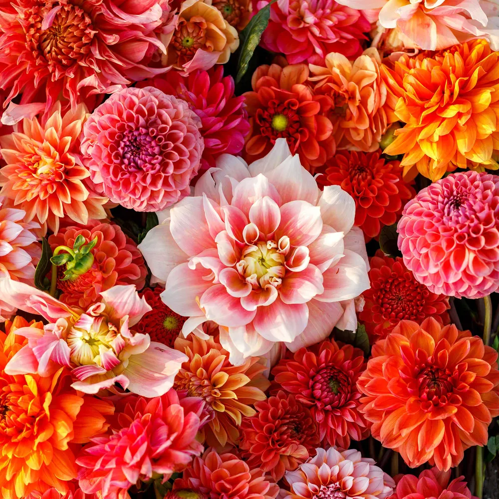 VEGSOW Dahlia Tubers (Ball & Dinnerplate) - Victoria Garden Mix
