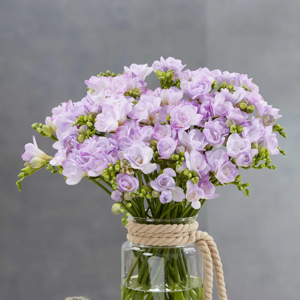 VEGSOW Double Lavender Freesia Bulbs - Fragrant Flowering Perennial Bulbs