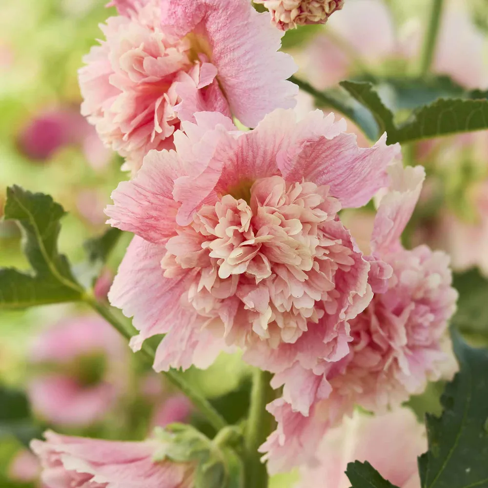 VEGSOW Hollyhock Seeds - Summer Carnival Apple Blossom