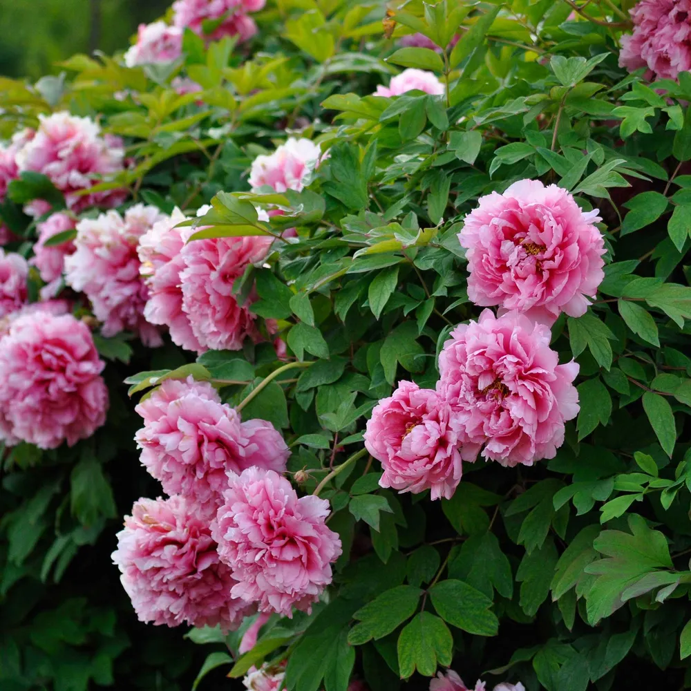 VEGSOW Pink Waterlily Tree Peony Roots - 'Rou Fu Rong' Bare Root Perennial