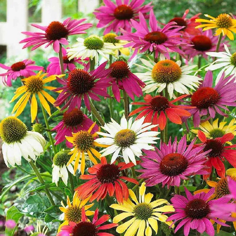 VEGSOW Echinacea Roots Mix - Medicinal Herb Planting Kit