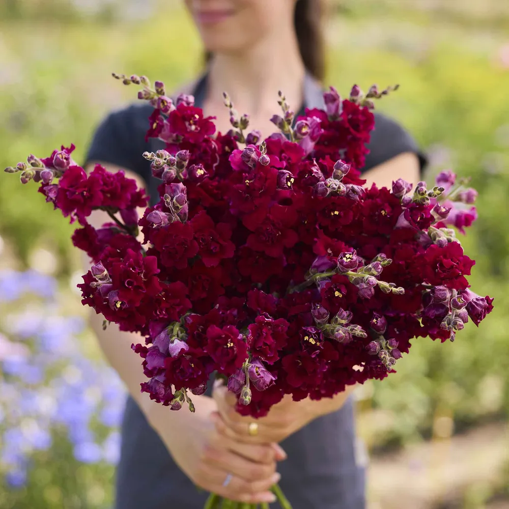 VEGSOW Snapdragon Seeds - Madame Butterfly Red