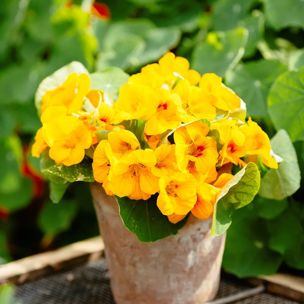VEGSOW Alaska Gold Nasturtium Seeds - Heirloom Annual Flower Seeds