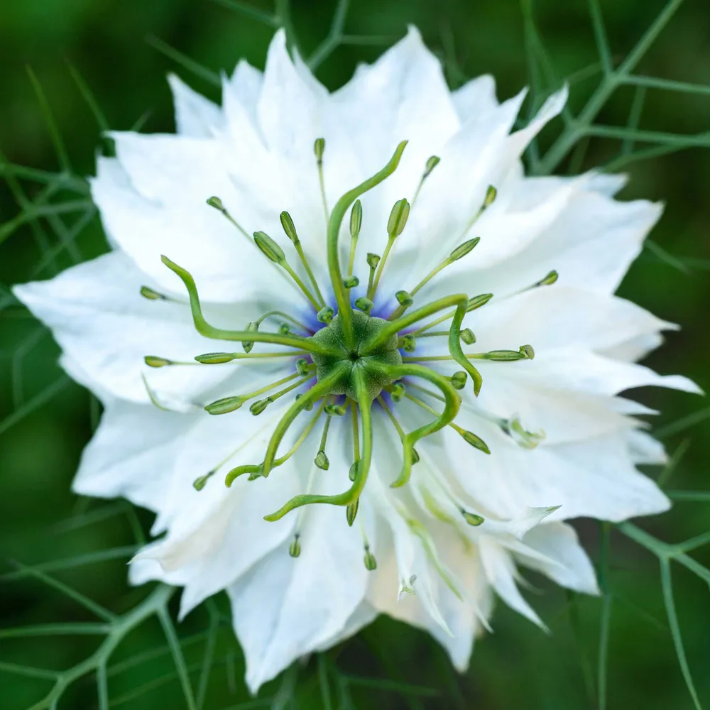 VEGSOW Love in a Mist Seeds - Miss Jekyll White