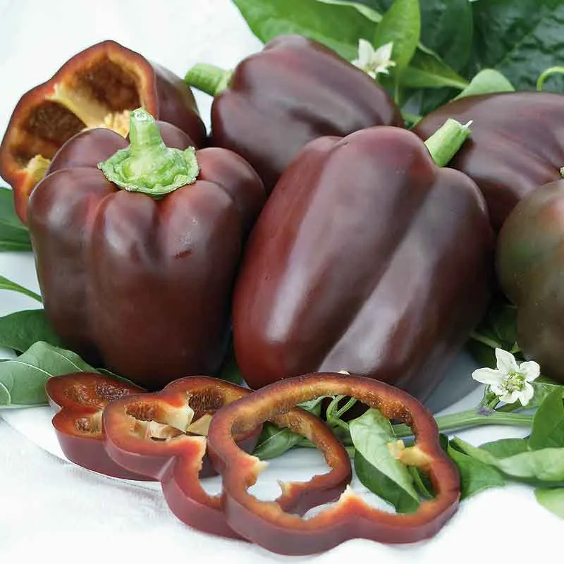 VEGSOW Sweet Chocolate Pepper Seeds - Organic Heirloom Vegetable Seeds