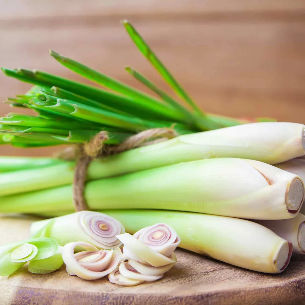 VEGSOW West Indian Lemongrass Seeds - Cymbopogon Citratus Herb Seeds