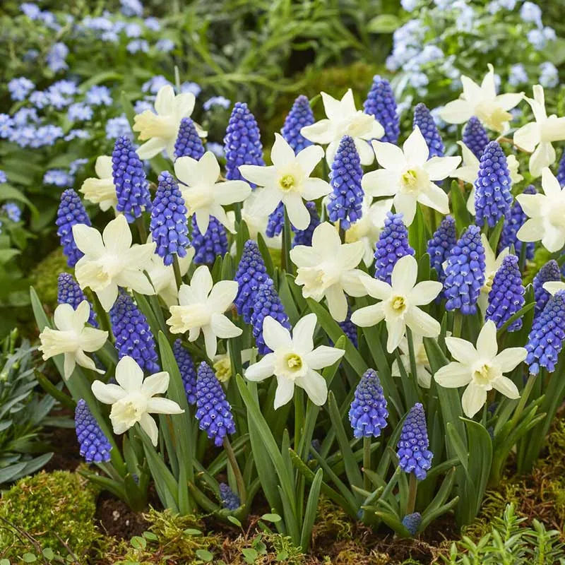 VEGSOW Snow Baby Daffodil & Muscari Collection