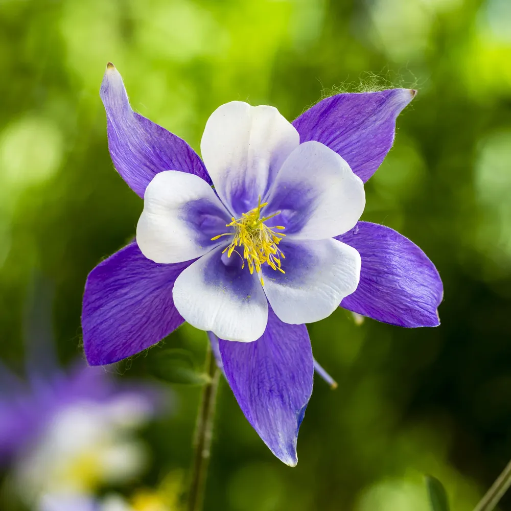 VEGSOW Blue Columbine Seeds - Aquilegia Caerulea Perennial Flower Seeds