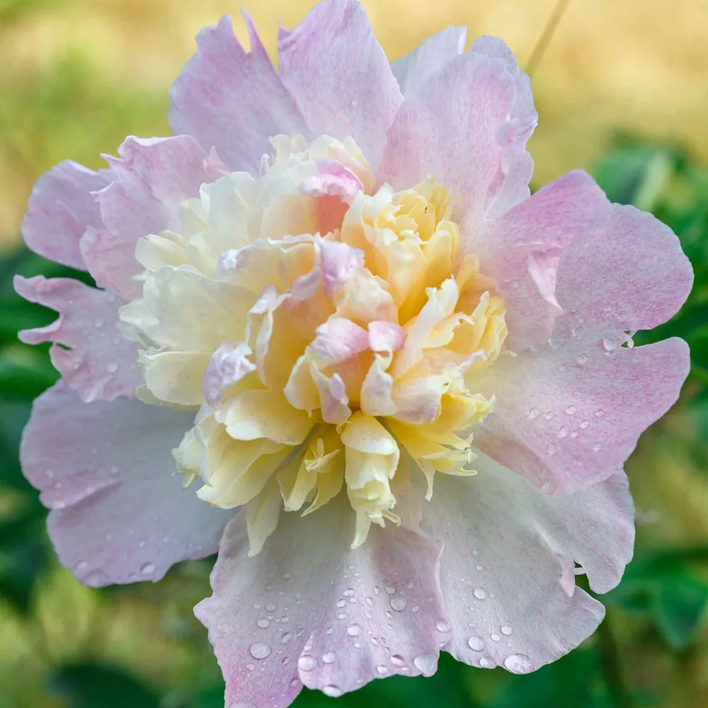 VEGSOW Raspberry Sundae Peony Roots - Bare Root Perennial Flower