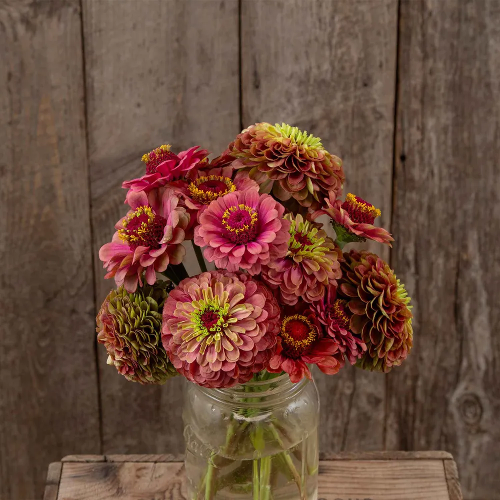 VEGSOW Queeny Lime Red Zinnia Seeds - Organic Heirloom Flower Seeds