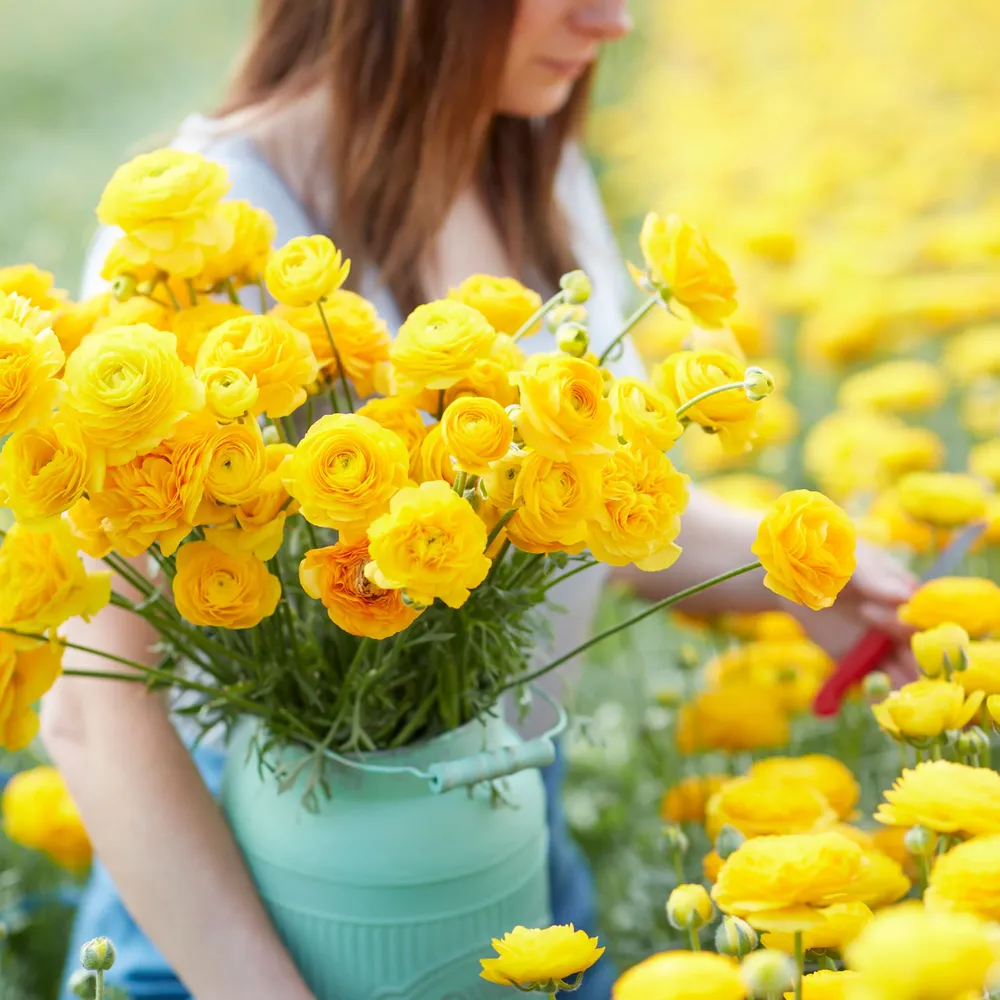 VEGSOW Yellow Ranunculus Bulbs - Premium Buttercup Flower Bulbs for Garden Planting