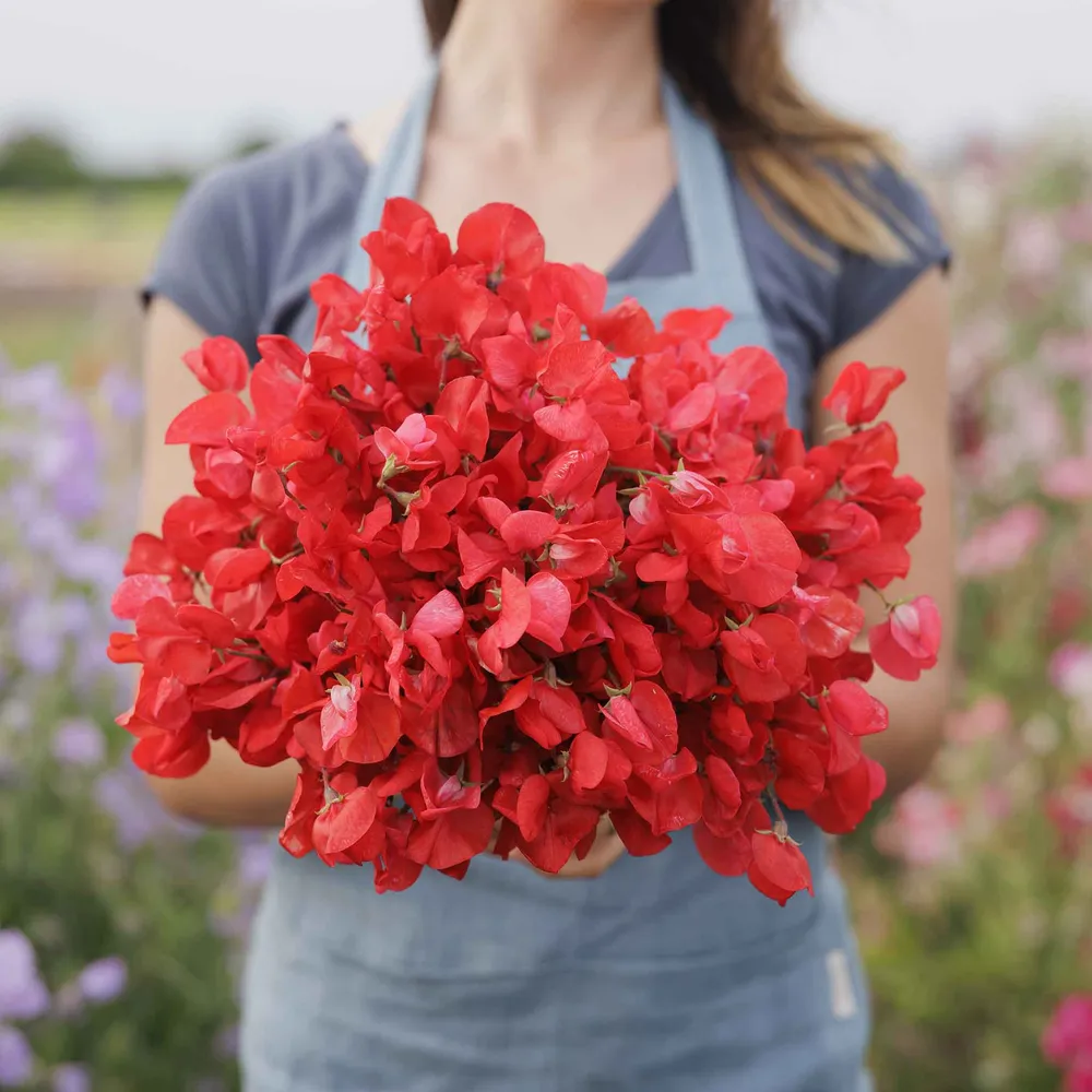 VEGSOW Royal Scarlet Sweet Pea Seeds - Heirloom Climbing Flower Variety