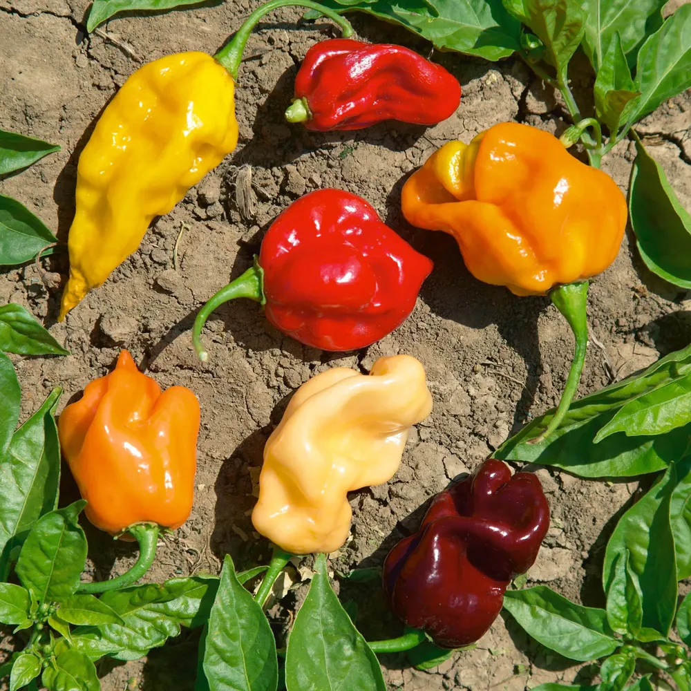 VEGSOW Hot Pepper Seeds - Caribbean Blend