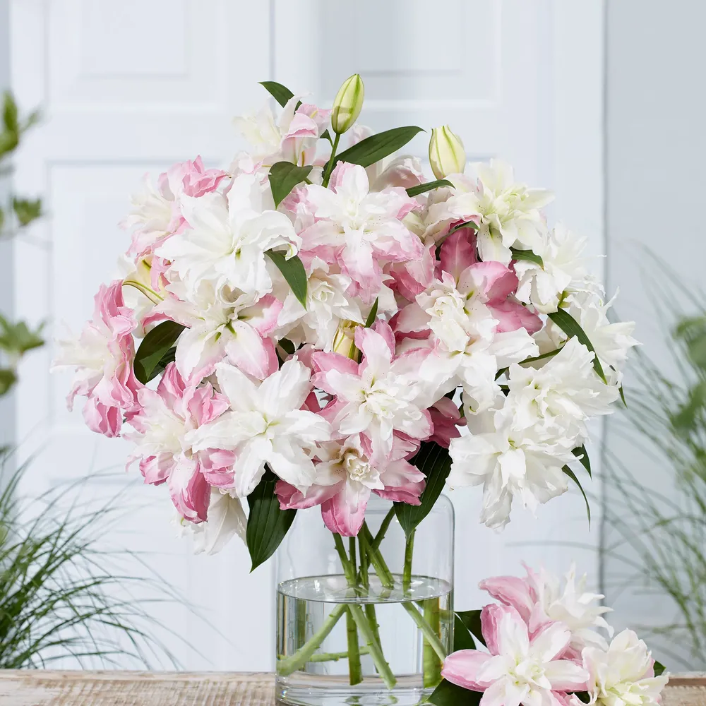 VEGSOW Double Romantic Mix Lily Bulbs - Perennial Flower Bulbs for Garden Planting