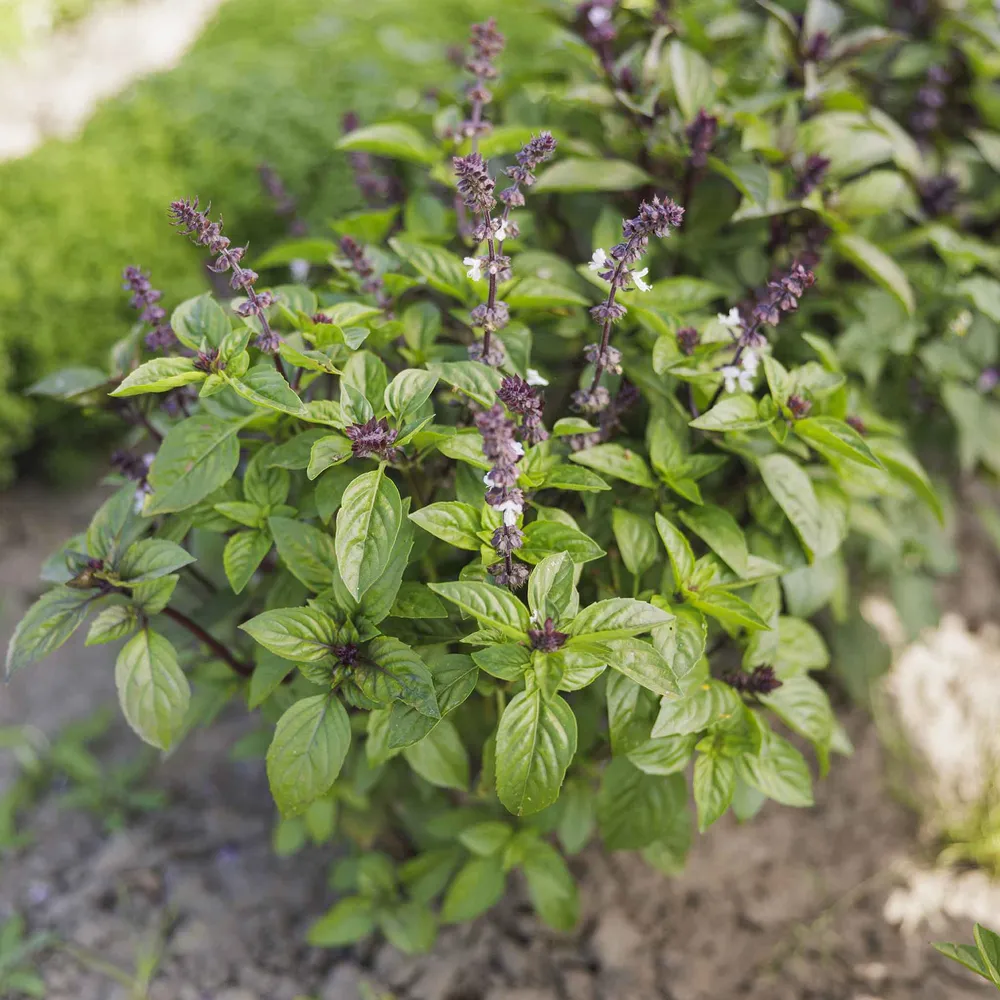 VEGSOW Cinnamon Basil Seeds - Heirloom Herb Seeds for Indoor & Outdoor Planting