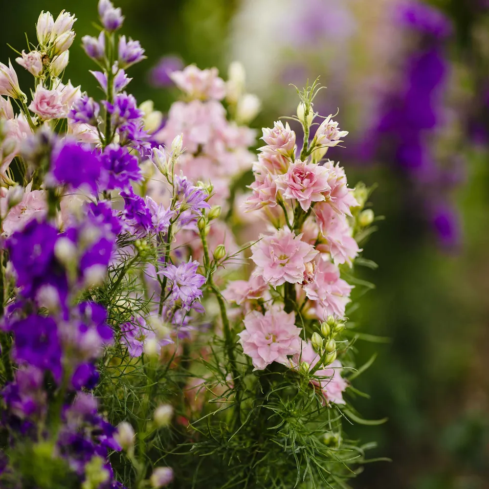 VEGSOW Larkspur Seeds - Hyacinth Flowered Dwarf Mix - Annual Flower Seeds