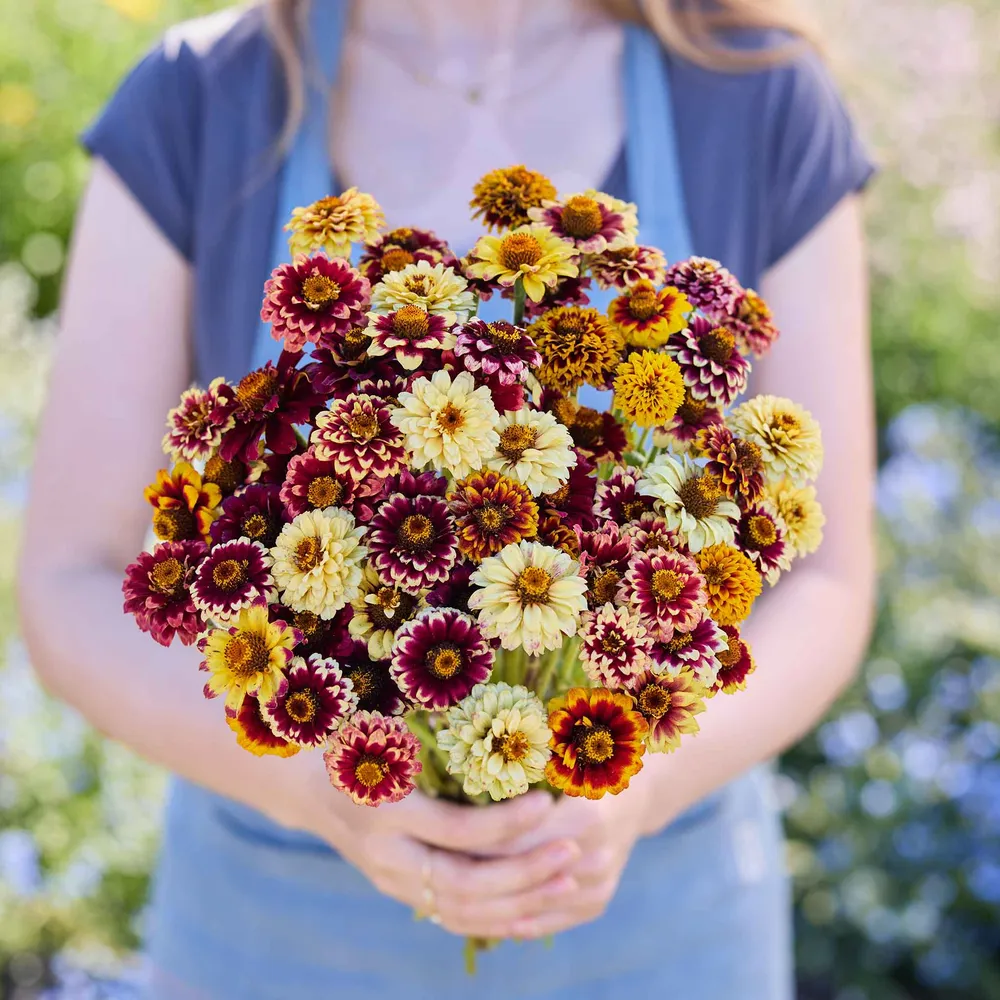 VEGSOW Jazzy Mix Zinnia Seeds - Vibrant Annual Flower Seeds
