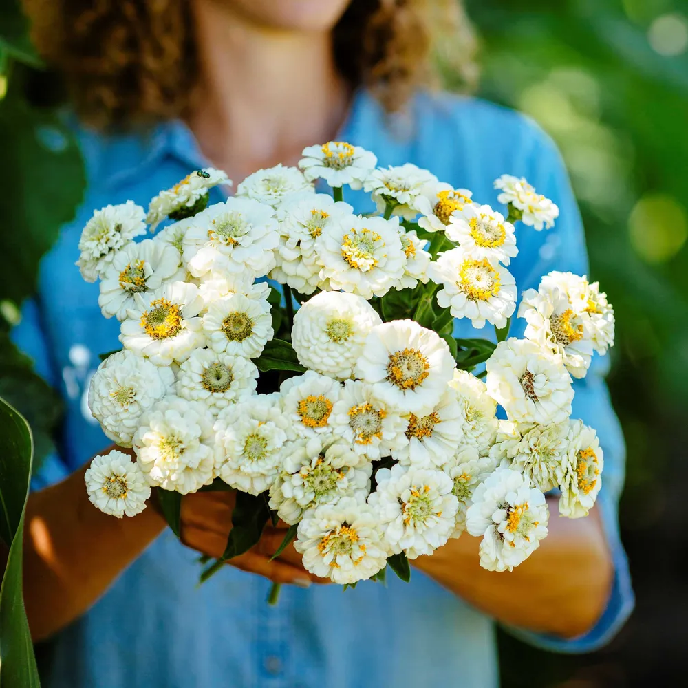 VEGSOW Pumila White Zinnia Seeds - Dwarf Zinnia Elegans Flower Seeds