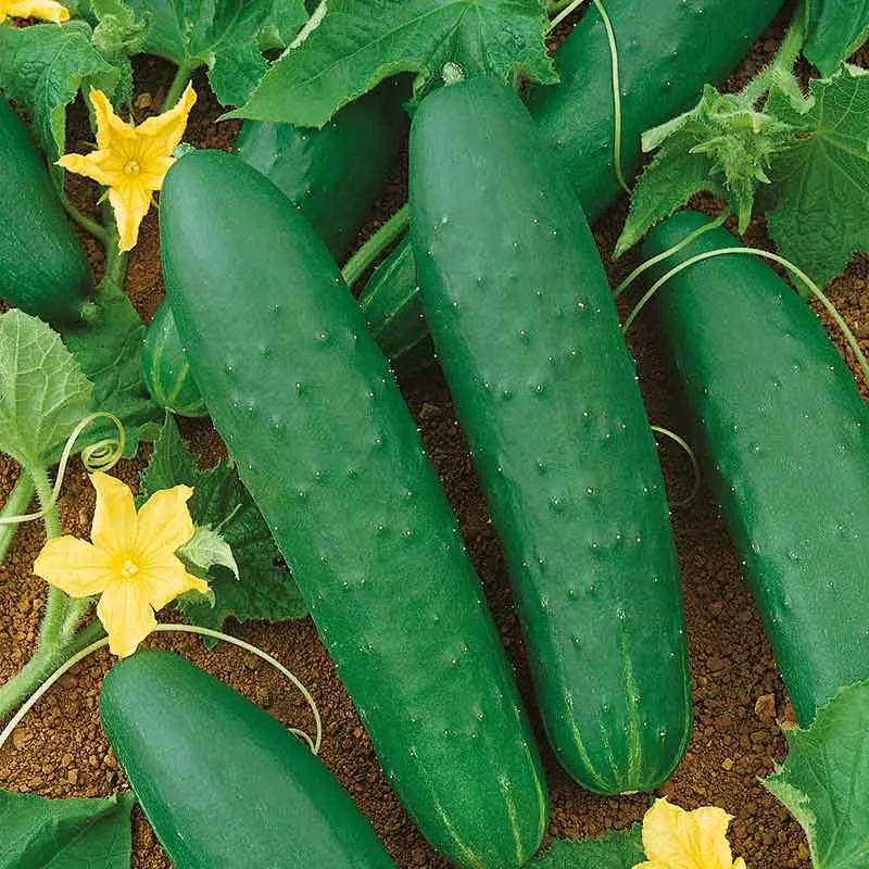 VEGSOW Double Yield Cucumber Seeds - High Germination Vegetable Seeds