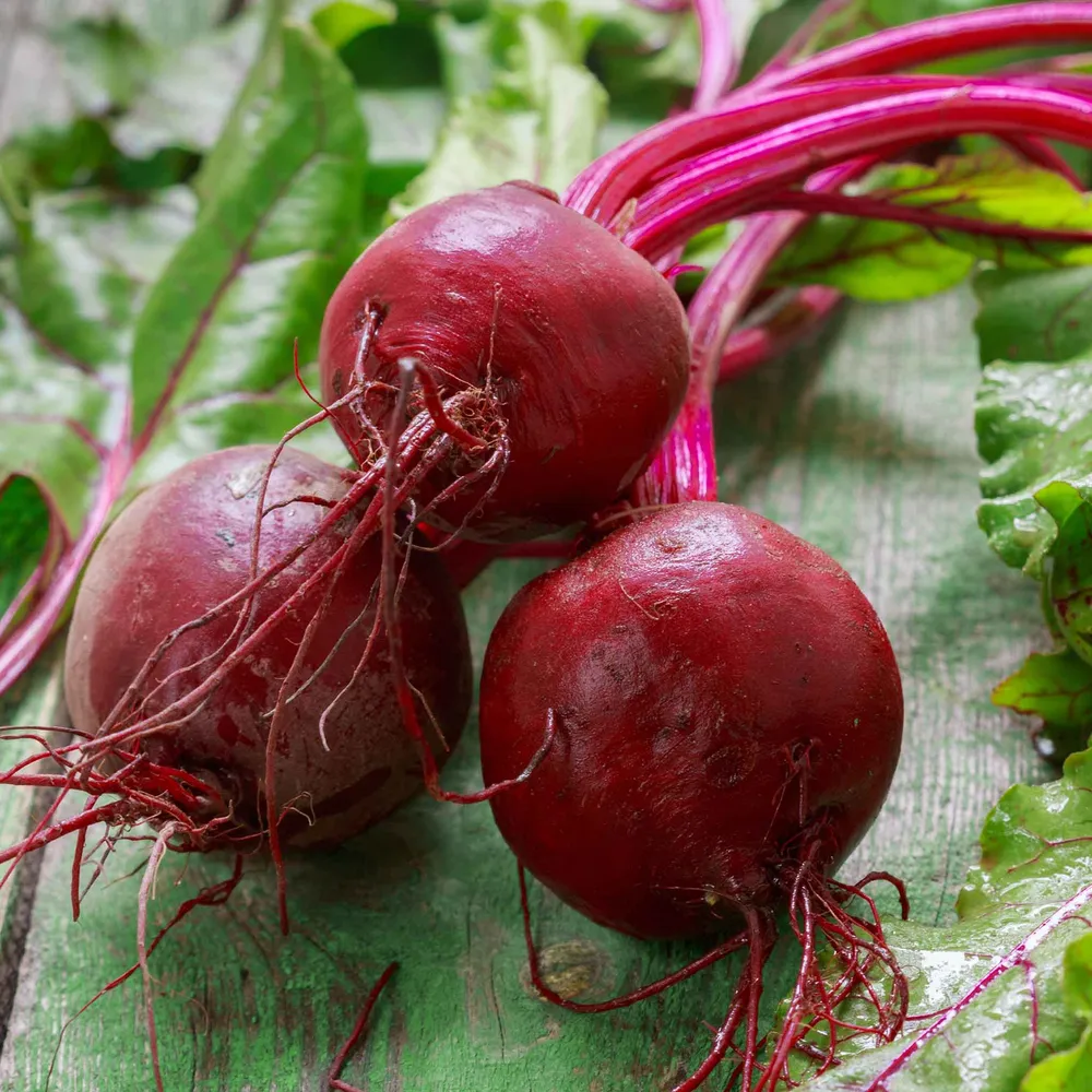 Early Wonder Beet Seeds - Heirloom Vegetable Seeds for Home Gardening