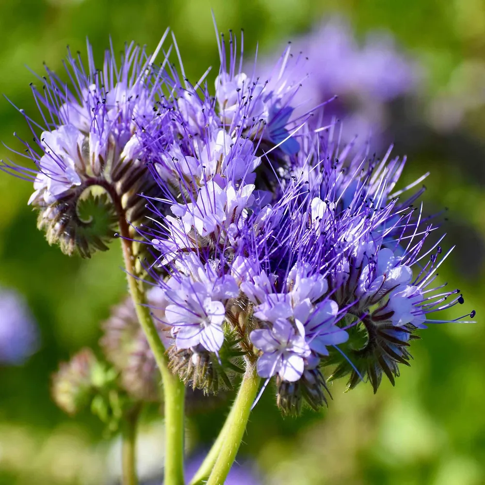 VEGSOW Lacy Phacelia Seeds (Phacelia tanacetifolia) for Pollinator Gardens