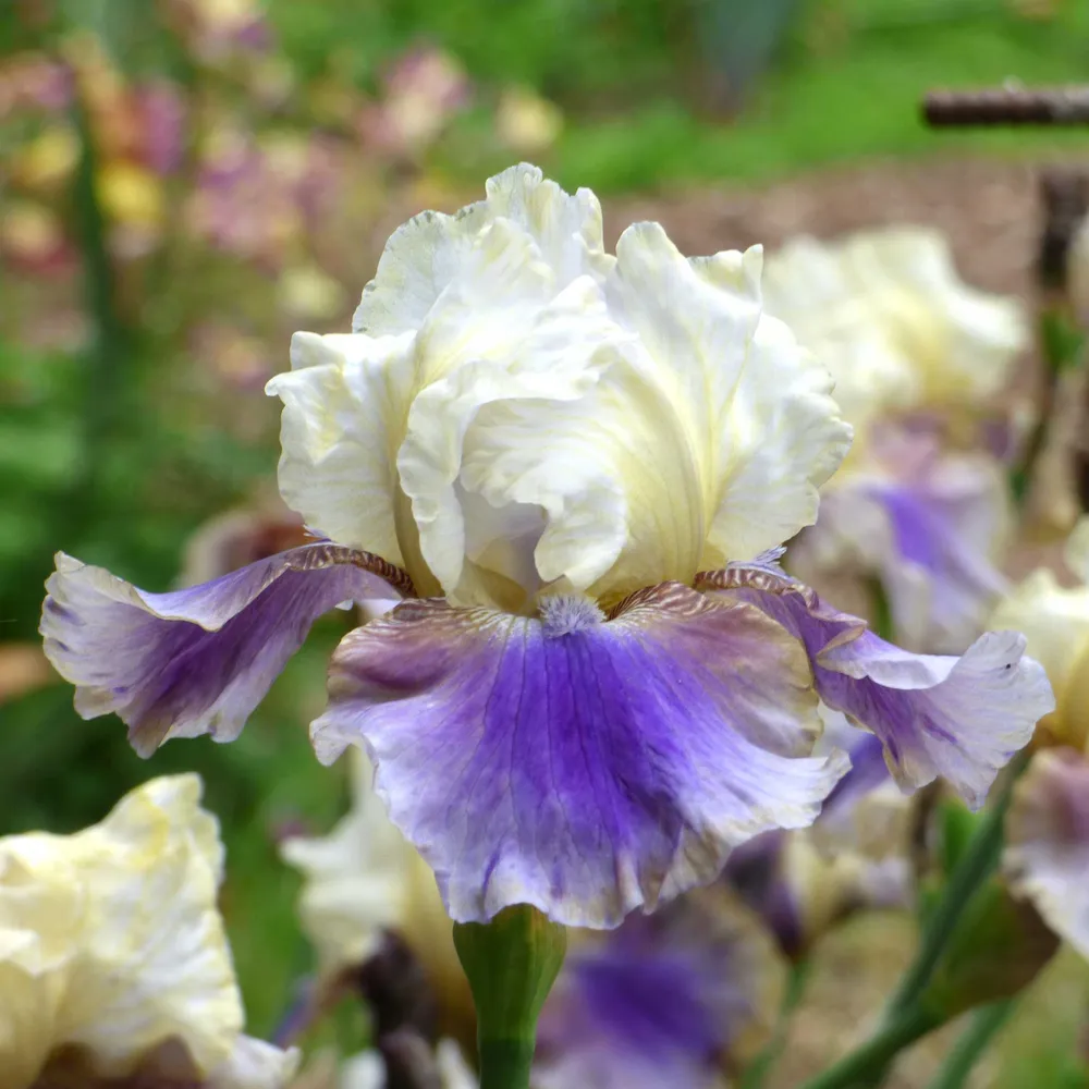 VEGSOW Re-Blooming Bearded Iris Bulbs - On Deck