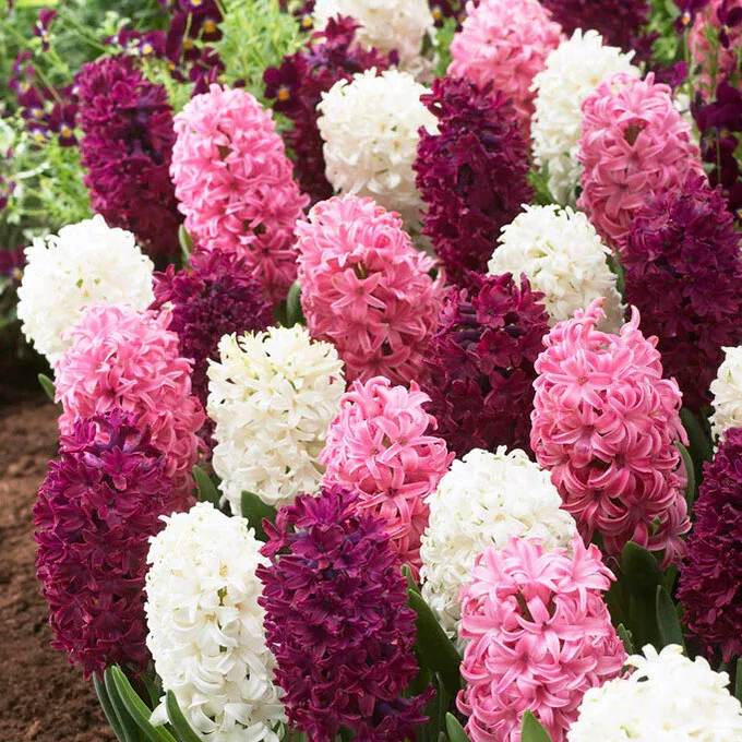 VEGSOW Hyacinth Bulbs - Pink Mix Spring Flowering Bulbs