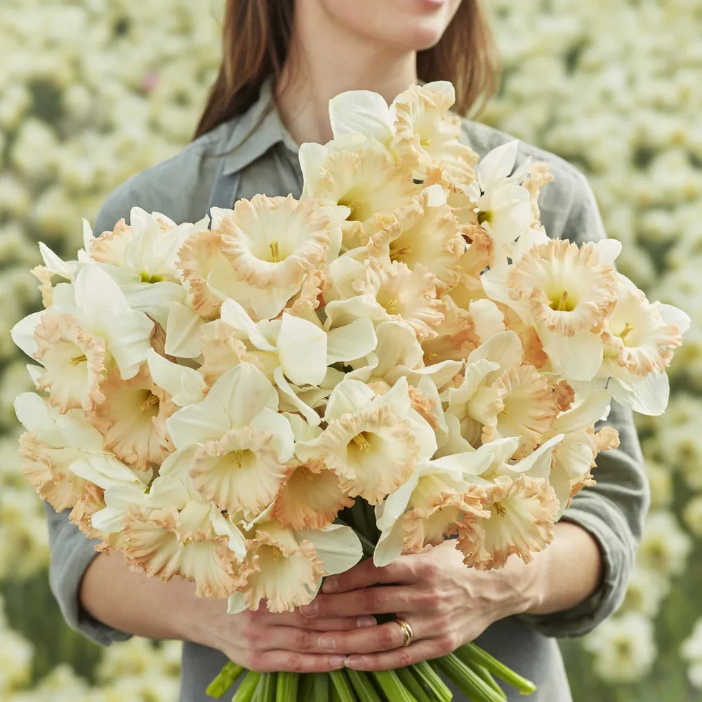 VEGSOW British Gamble Daffodil Bulbs for Spring Garden Planting