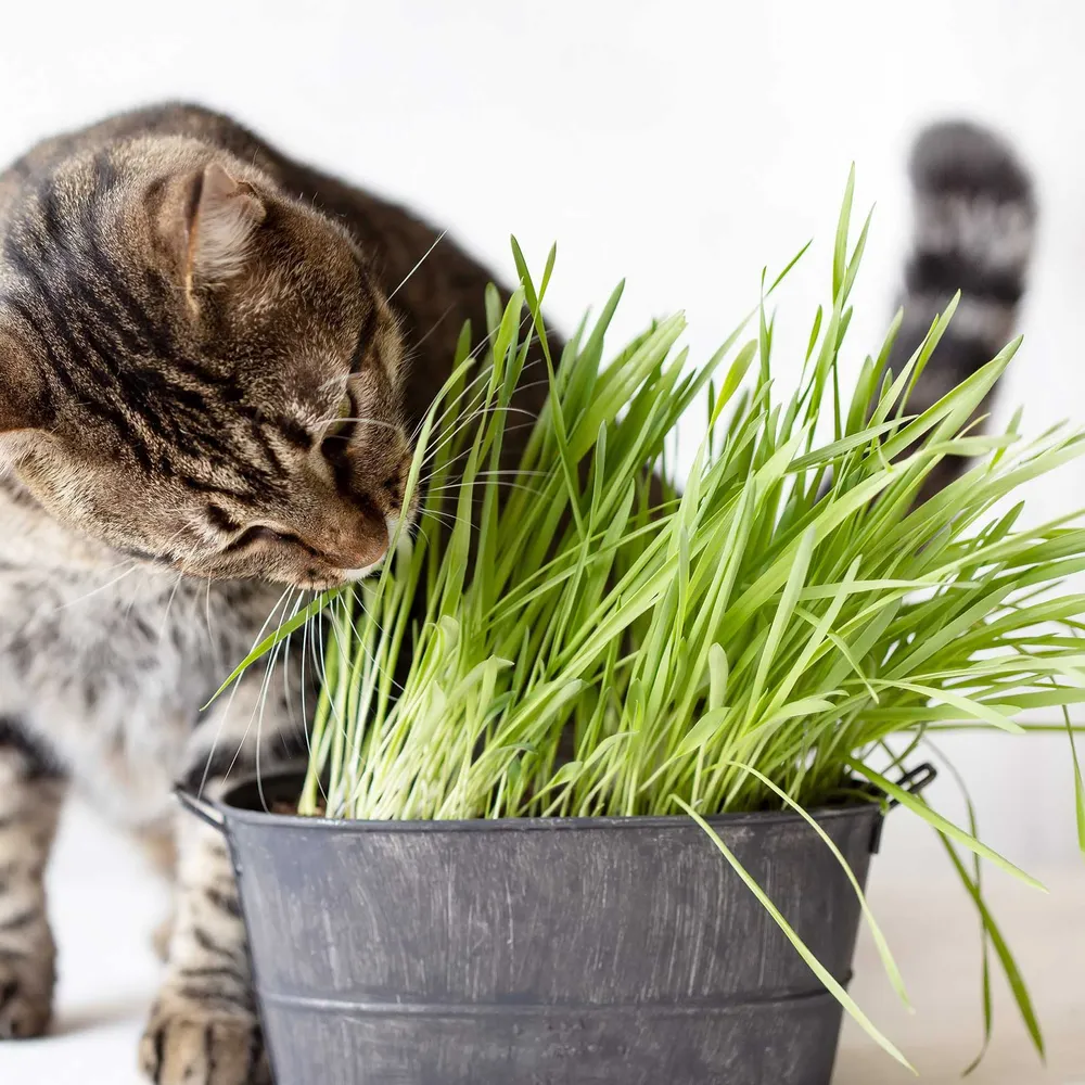 VEGSOW Cat Grass Seeds for Indoor Cats - Natural Wheatgrass Growing Kit