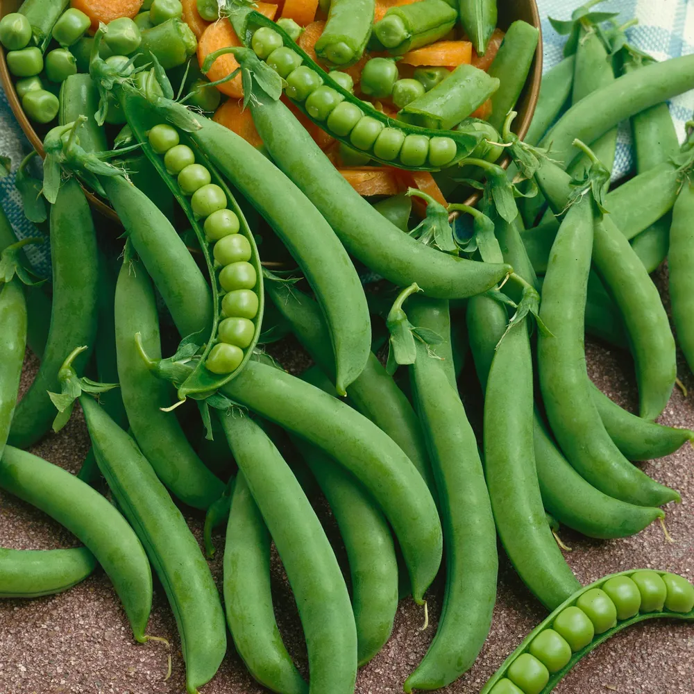 VEGSOW Organic Green Arrow Pea Seeds - Non-GMO Vegetable Seeds for Sprouting and Gardening