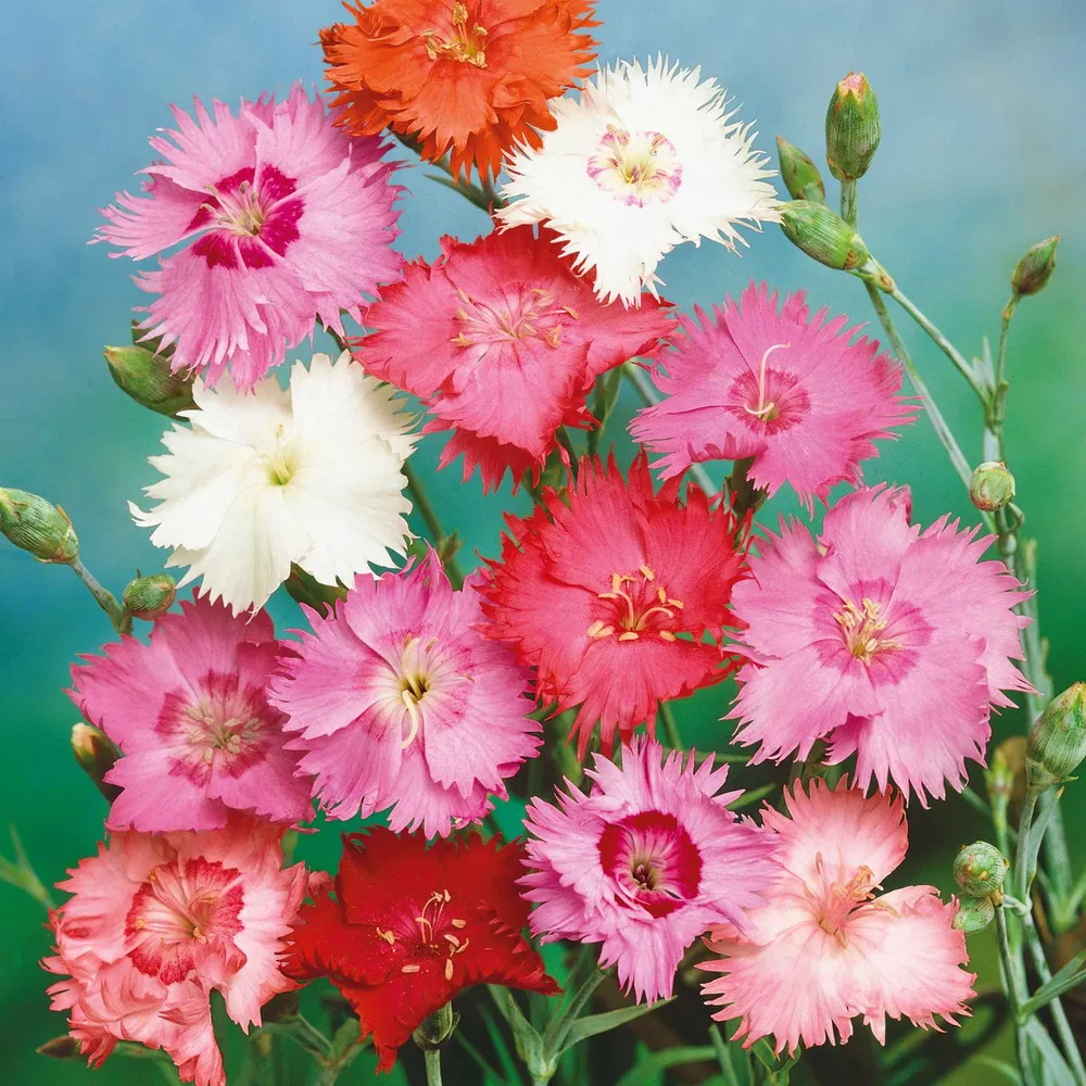 VEGSOW Cottage Pink Seeds - Spring Beauty Dianthus Flower Seeds