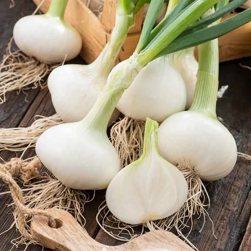 VEGSOW White Grano Onion Seeds - Short Day Variety