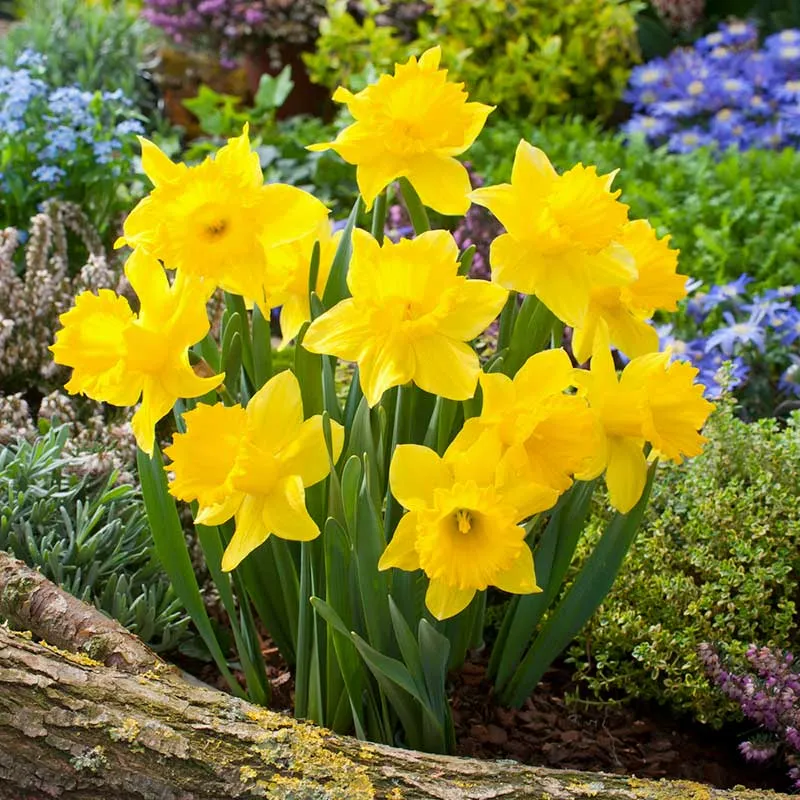 VEGSOW Jumbo Daffodil Bulbs (Trumpet) - Dutch Master