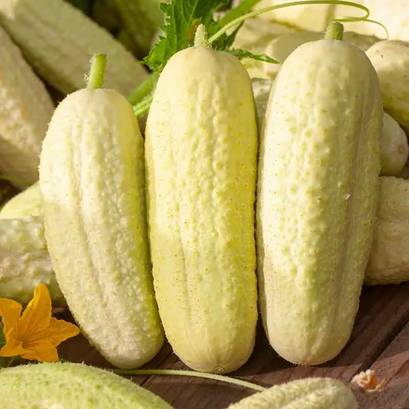 VEGSOW White Wonder Cucumber Seeds - Heirloom Vegetable Seeds