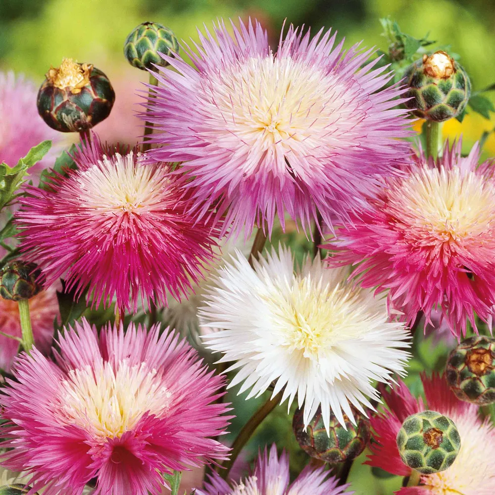 VEGSOW Cornflower Seeds - Imperialis Mix
