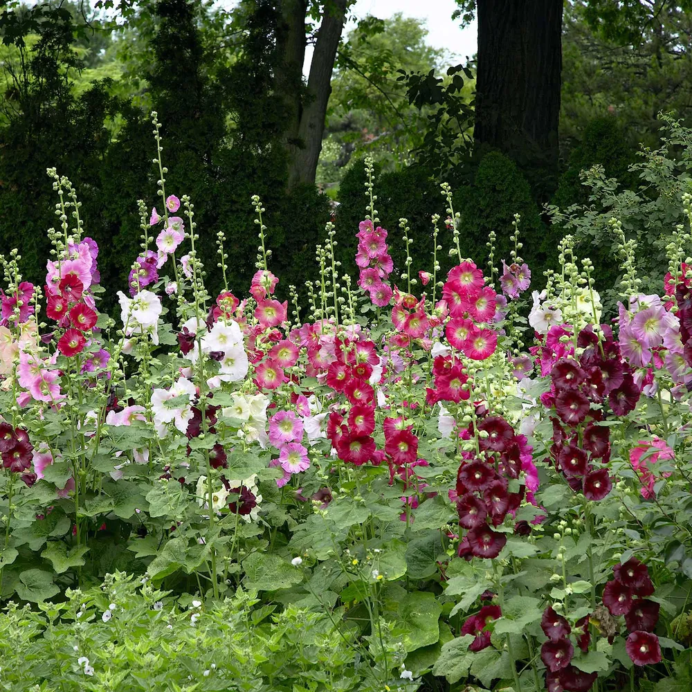 VEGSOW Hollyhock Seeds - Indian Spring Mix