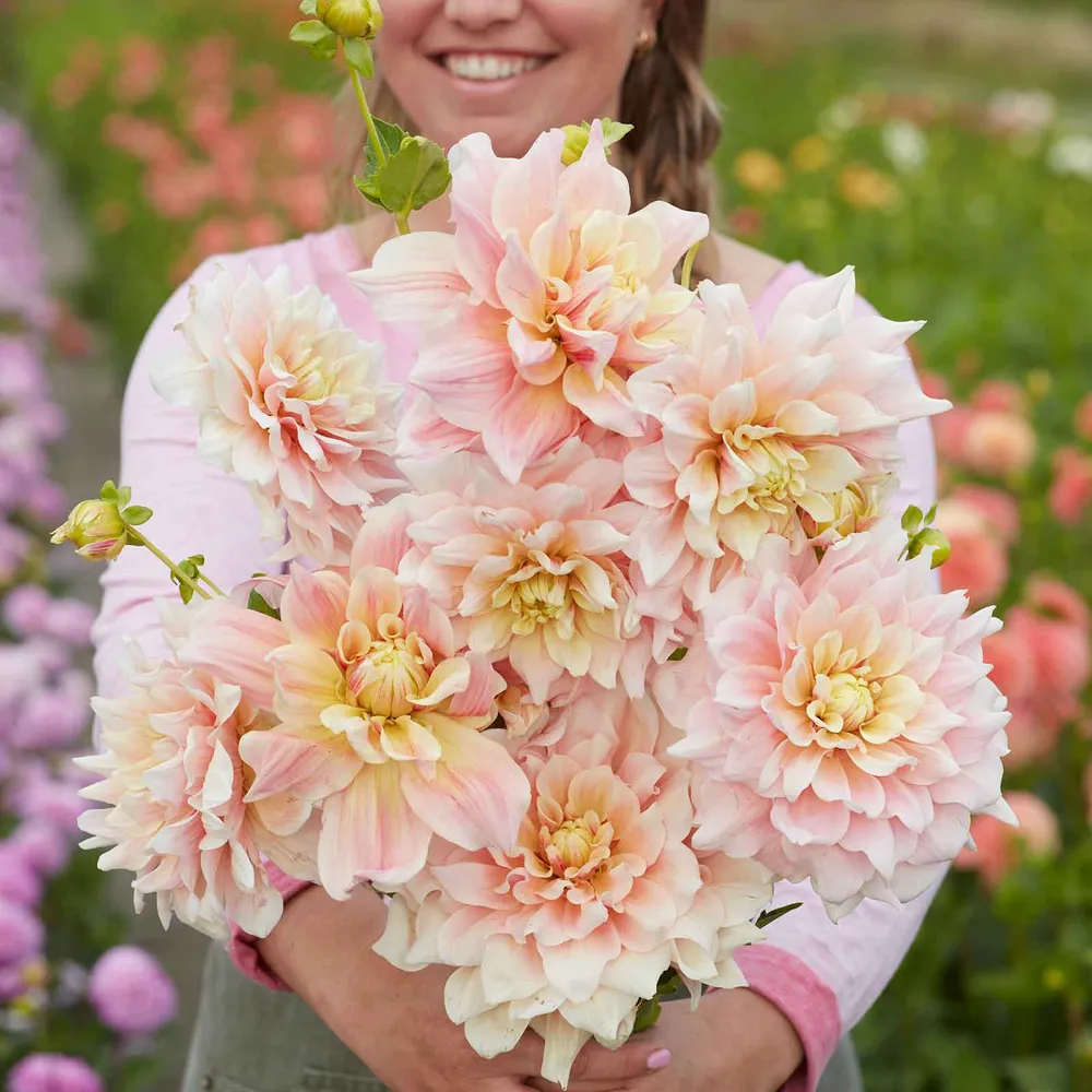 VEGSOW Dinnerplate Dahlia Tubers - Break Out Variety