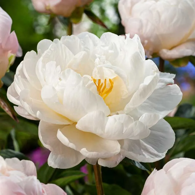 VEGSOW Miss America Peony Roots - Bare Root Perennial Flower
