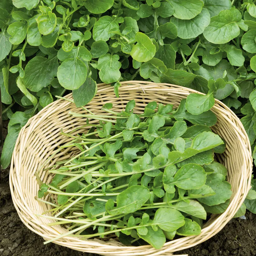 VEGSOW Upland Cress Seeds for Microgreens and Garden Planting