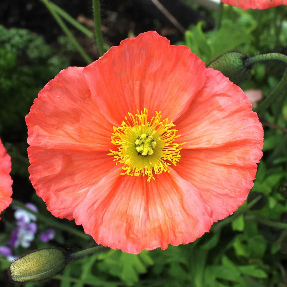 VEGSOW Iceland Poppy Seeds - Champagne Bubbles Pink