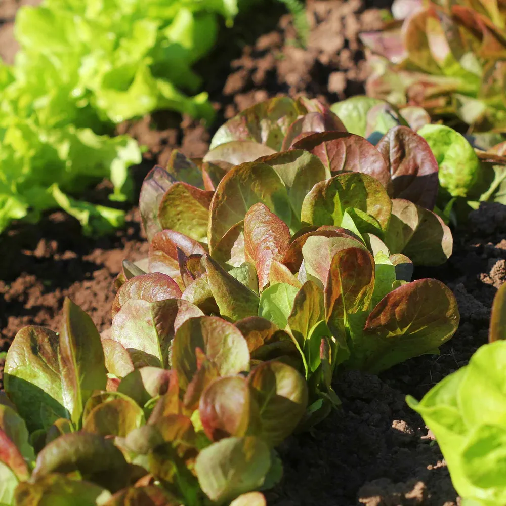 VEGSOW Rouge D'Hiver Lettuce Seeds - Heirloom Cold-Hardy Winter Lettuce