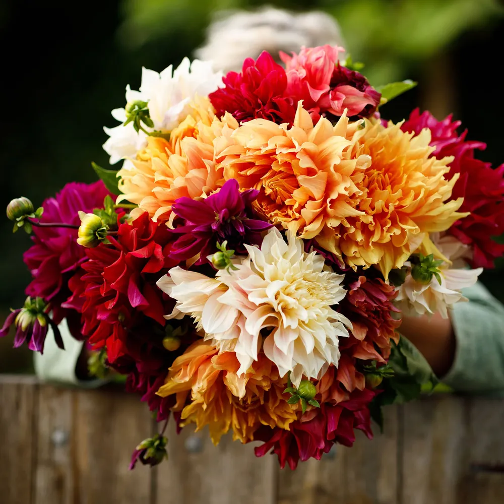 VEGSOW Dinnerplate Dahlia Tubers - Happy Mix Large Flowering Bulbs