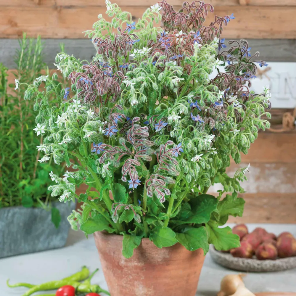 VEGSOW Borage Seeds - Blue & White Mix