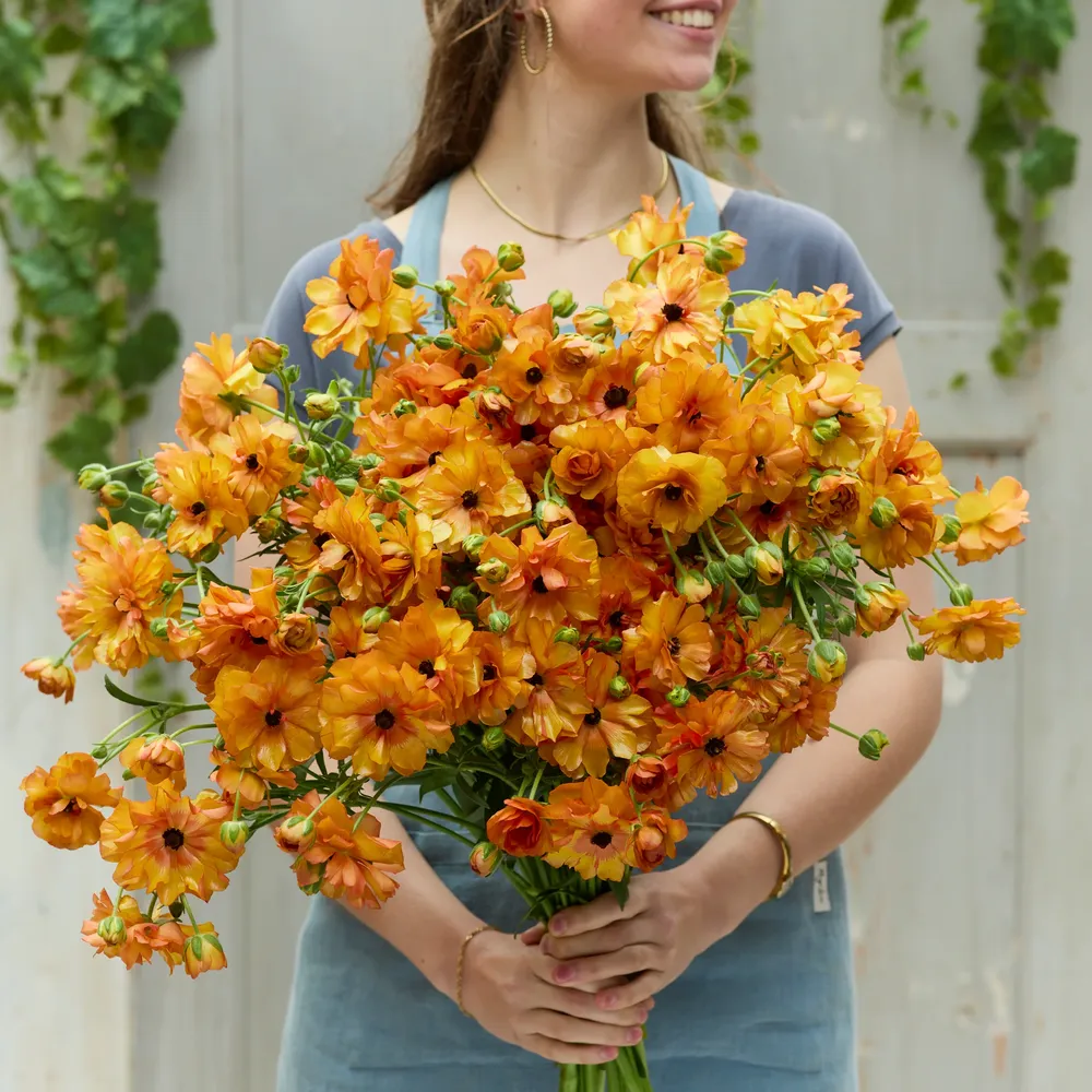 VEGSOW Butterfly Phosphorus Ranunculus Bulbs
