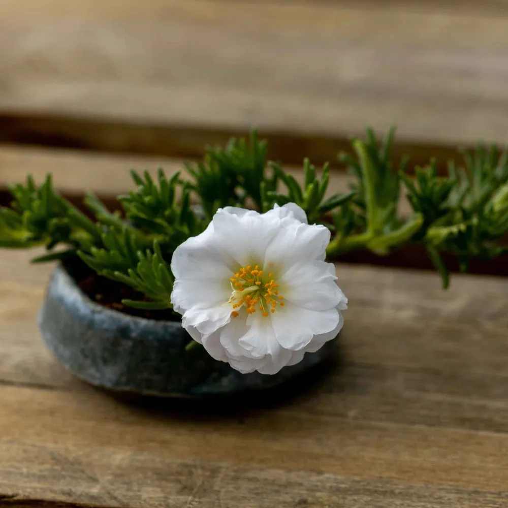 VEGSOW Moss Rose Seeds - Happy Hour Coconut Portulaca Grandiflora
