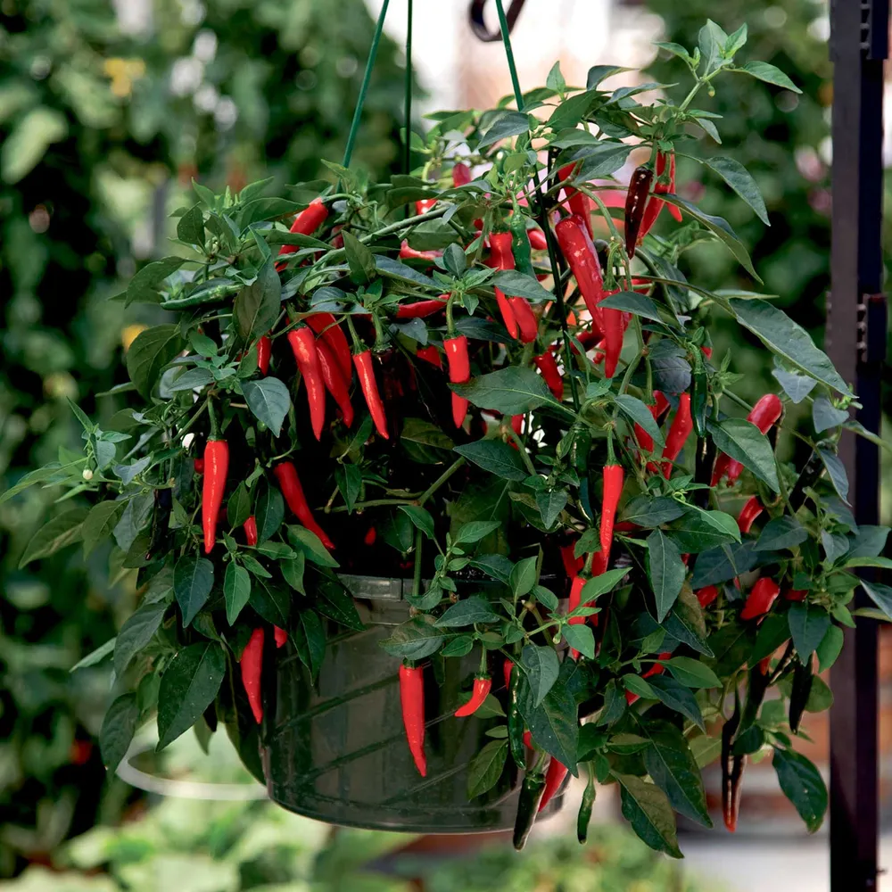 VEGSOW Cayennetta Hot Pepper Seeds - High Germination Chili Seeds