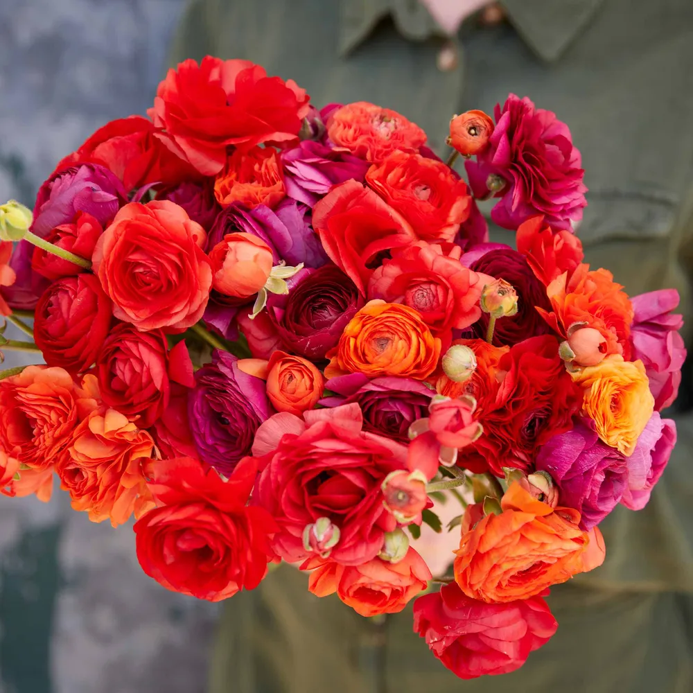 VEGSOW Ranunculus Bulbs - Cherry Pie Mix