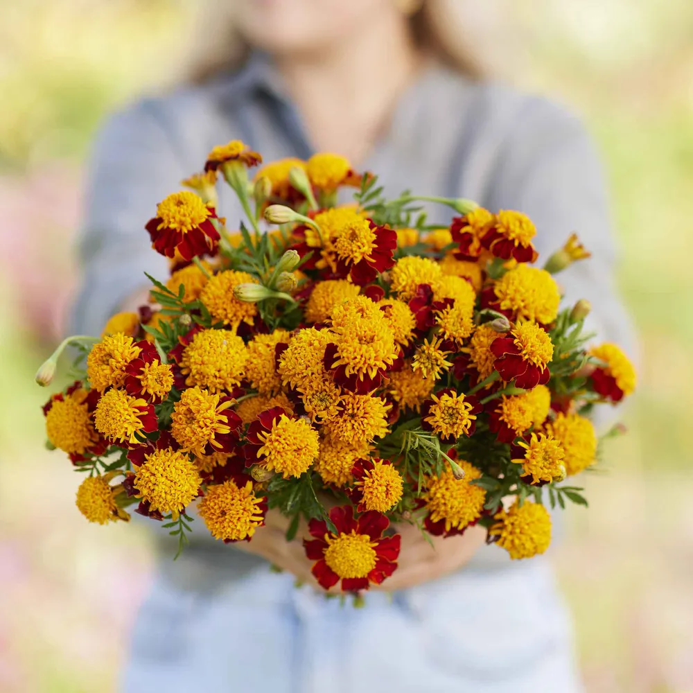 VEGSOW French Marigold Seeds (Double) - Tiger Eyes